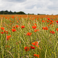 Buy canvas prints of Poppy meadow in summer by Jason Wells