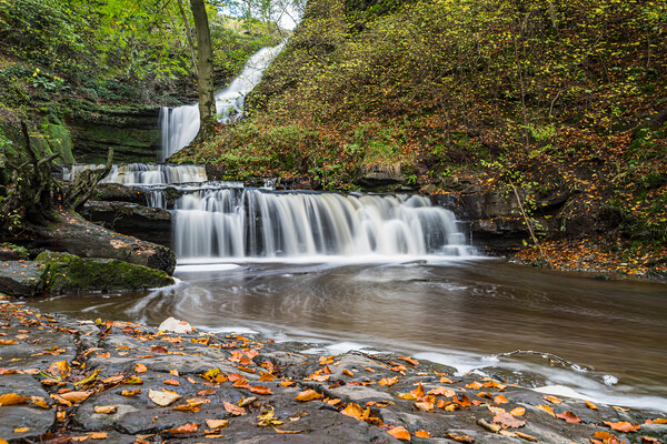 Scaleber Force at autumn Picture Board by Jason Wells
