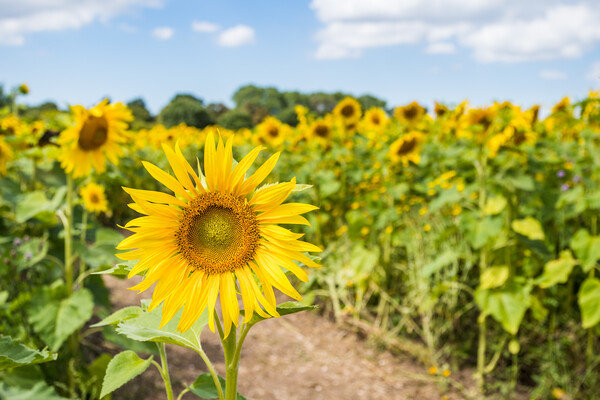 Vibrant sunflowers in a field Picture Board by Jason Wells
