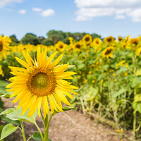 Buy canvas prints of Vibrant sunflowers in a field by Jason Wells