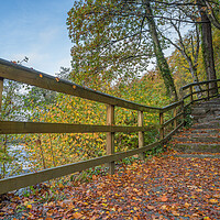 Buy canvas prints of Steps lead to Strid Wood by Jason Wells