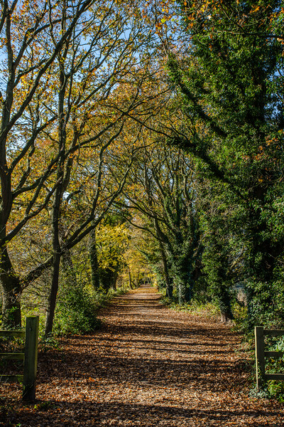 The Wirral Way in autumn Picture Board by Jason Wells
