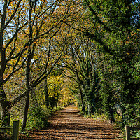 Buy canvas prints of The Wirral Way in autumn by Jason Wells