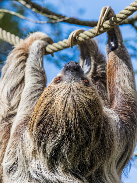 Two-toed sloth on the move Picture Board by Jason Wells