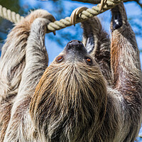 Buy canvas prints of Two-toed sloth on the move by Jason Wells
