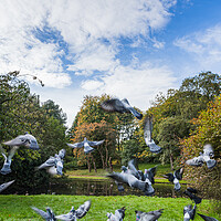Buy canvas prints of Flock of pigeons taking off by Jason Wells