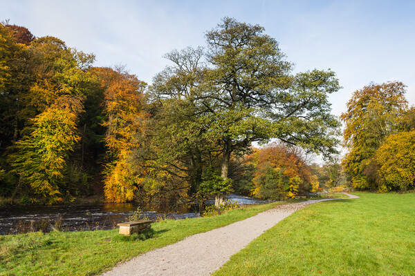 Pathway along the Wharfedale Valley Picture Board by Jason Wells