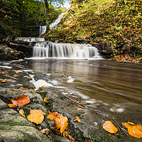 Buy canvas prints of Autumnal coloured leaves by Scaleber Force by Jason Wells