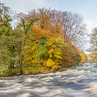 Buy canvas prints of Autumn colours along the River Wharfe by Jason Wells