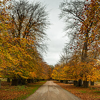 Buy canvas prints of Tree lined track at autumn by Jason Wells