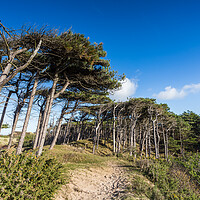 Buy canvas prints of Formby pine woods meets the beach by Jason Wells