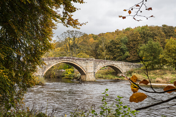 Barden Bridge in autumn Picture Board by Jason Wells