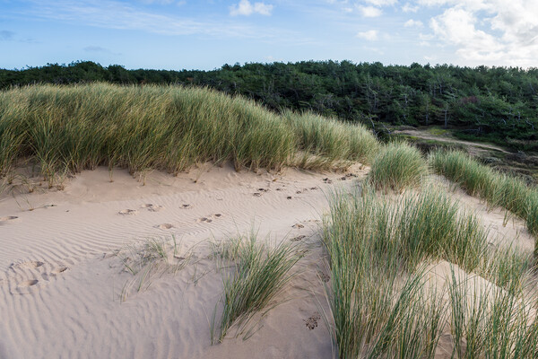 Formby pine woods behind the dunes Picture Board by Jason Wells