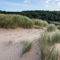 Buy canvas prints of Formby pine woods behind the dunes by Jason Wells