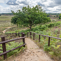 Buy canvas prints of Steps down to Dersingham Bog by Jason Wells