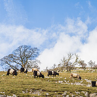 Buy canvas prints of Cattle grazing on the hillside by Jason Wells