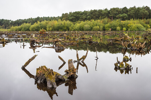 Delamere Forest reflects in Blakemere Moss Picture Board by Jason Wells