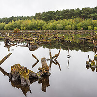 Buy canvas prints of Delamere Forest reflects in Blakemere Moss by Jason Wells