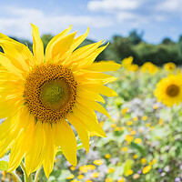 Buy canvas prints of Sunflowers fade out of the frame by Jason Wells