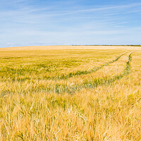 Buy canvas prints of Barley field in Norfolk by Jason Wells