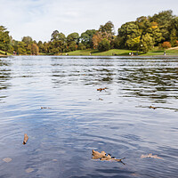Buy canvas prints of Floating leaves at Sefton Park by Jason Wells
