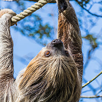Buy canvas prints of Adorable Sloth Face by Jason Wells
