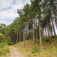 Buy canvas prints of Open gate to part of Formby woods by Jason Wells