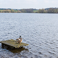 Buy canvas prints of Mallard ducks on a fishing platform by Jason Wells