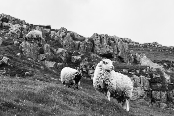 Sheep Trio in the Yorkshire Dales Picture Board by Jason Wells