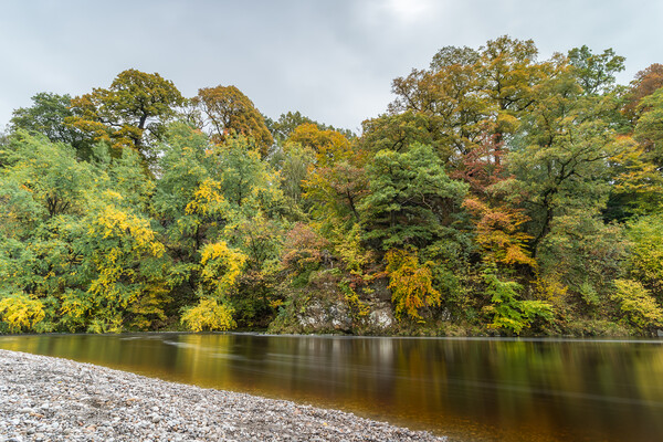 Autumnal colours along the River Wharfe Picture Board by Jason Wells