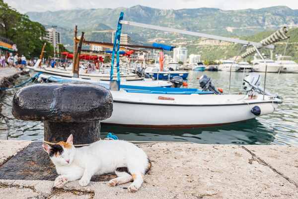 Cat relaxing by Budva harbour Picture Board by Jason Wells