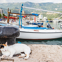 Buy canvas prints of Cat relaxing by Budva harbour by Jason Wells