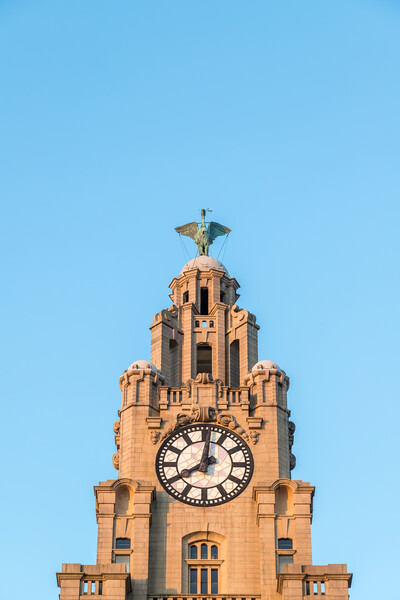 Liver Bird above a clock tower Picture Board by Jason Wells