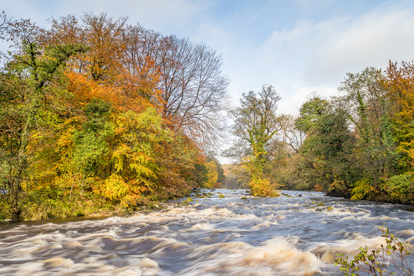 Fast flowing water down the River Wharfe Picture Board by Jason Wells