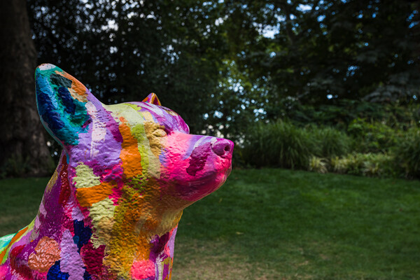 Multi coloured Corgi dog Picture Board by Jason Wells