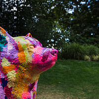 Buy canvas prints of Multi coloured Corgi dog by Jason Wells