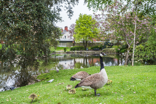 Geese with their gosling chicks at Ashton Gardens in Lytham St A Picture Board by Jason Wells