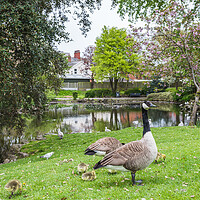 Buy canvas prints of Geese with their gosling chicks at Ashton Gardens in Lytham St A by Jason Wells