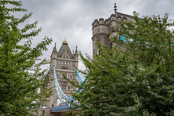 Tower Bridge seen between the trees Picture Board by Jason Wells