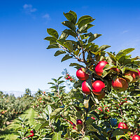 Buy canvas prints of Red apples up close on a tree by Jason Wells