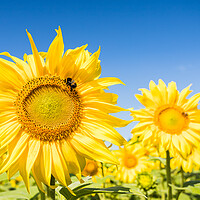 Buy canvas prints of Bees navigating between sunflowers by Jason Wells