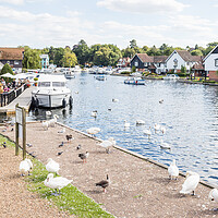 Buy canvas prints of Birds on the edge of the River Bure by Jason Wells