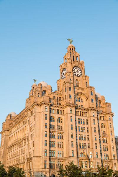 Golden light falling on the Liver Building Picture Board by Jason Wells