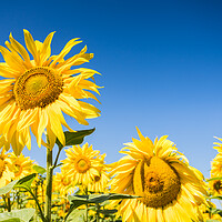 Buy canvas prints of Sunflowers in full bloom by Jason Wells
