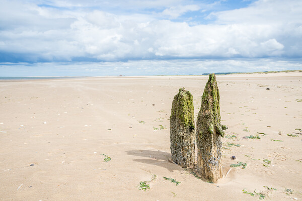 Old groynes on Titchwell beach Picture Board by Jason Wells