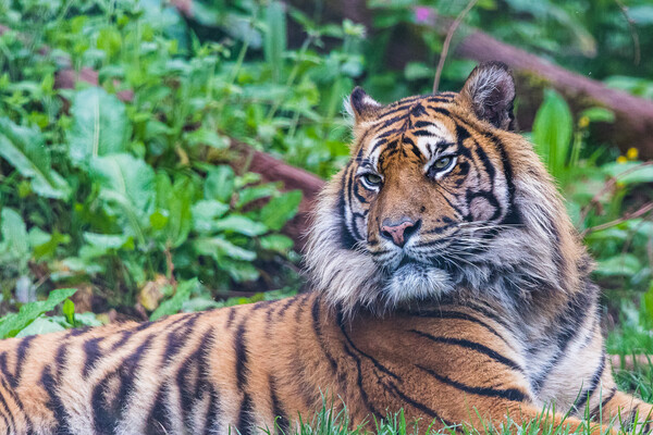 Sumatran tiger lazes in the grass Picture Board by Jason Wells