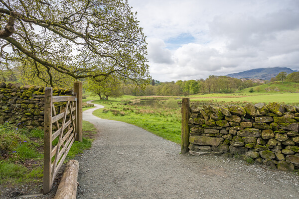 Gate between Elterwater and Skelwith Bridge Picture Board by Jason Wells