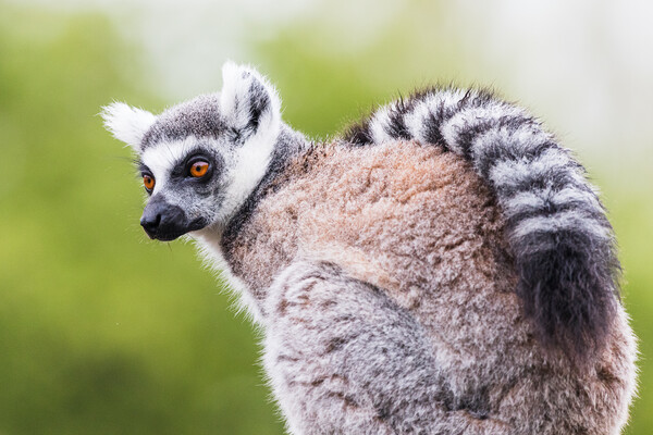 Ring Tailed Lemur Close-Up Portrait Picture Board by Jason Wells