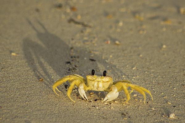 Sand crab on the beach Picture Board by Jason Wells
