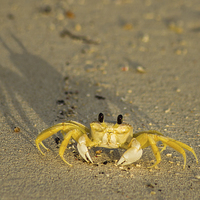 Buy canvas prints of Sand crab on the beach by Jason Wells